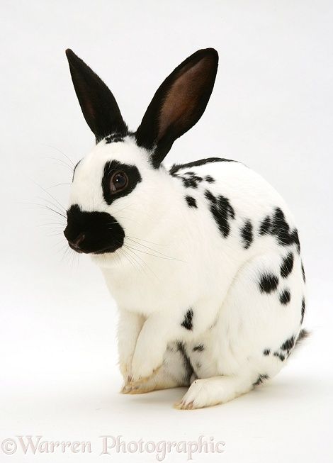 Photograph of Purebred English Spotted rabbit. Rights managed white background image. Spotted Rabbit, English Spot Rabbit, Rabbit Warren, Rabbit Breeds, Selective Breeding, Bunny Pictures, Rabbit Art, Warrior Cats, Bunny Rabbit