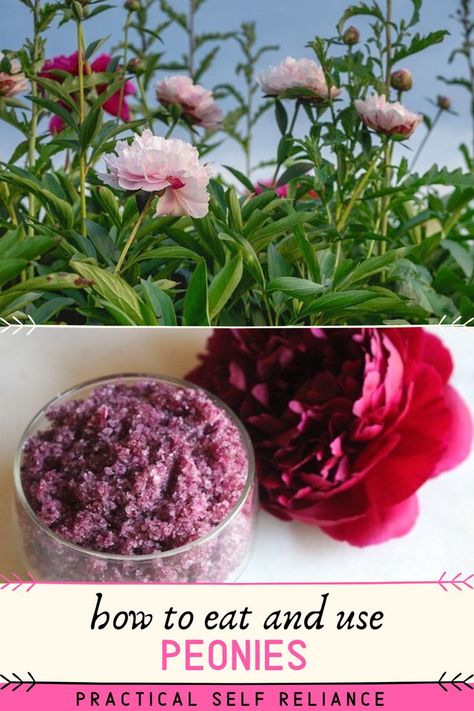 Potted Perennials, Eatable Flowers, Edible School Supplies, Edible Flowers Recipes, Beautiful Peonies, Wild Food Foraging, Flowers Peony, Foraging Recipes, Diy Edible