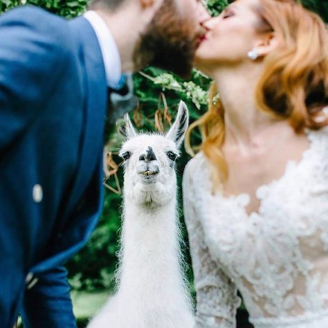 llama wedding photobomb Zoo Wedding, Alpaca Farm, Funny Wedding Photos, Brides And Grooms, Wedding Pets, Wedding Mood Board, Wedding Mood, Fairytale Wedding, Wedding Pics