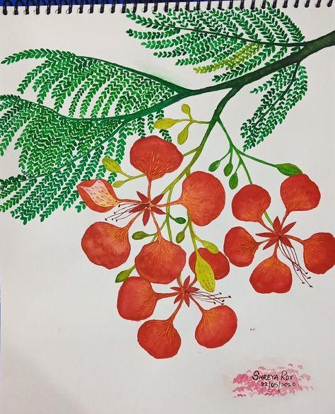 Poinciana Flower Drawing, Gulmohar Drawing, Gulmohar Tree Painting, Gulmohar Flowers Painting, Gulmohar Flowers, Gulmohar Tree, Flamboyant Tree, Flower Line Drawing, Easy Flower Drawings