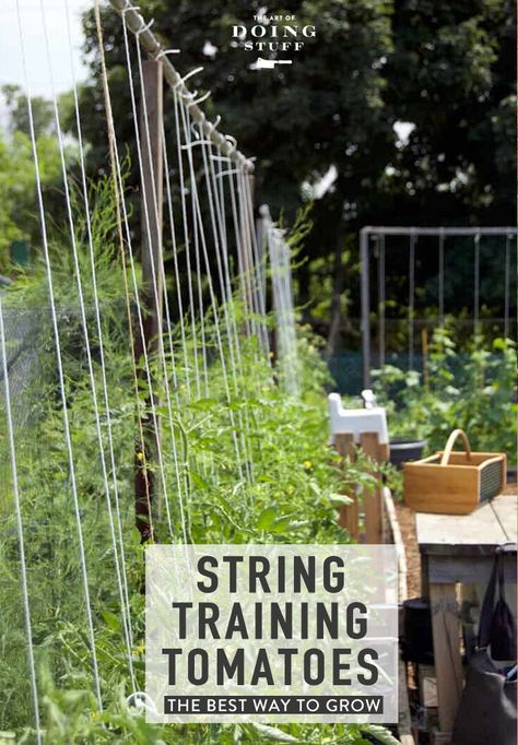 Several years ago I landed on what I think is the best way to support tomatoes. String training! For me it beat out stakes, cages, Florida weave and everything else I tried. And you can use it for beans and cucumbers too.   https://www.theartofdoingstuff.com/turns-im-never-really-satisfied-anything-including-tomatoes/ Stringing Up Tomato Plants, Stringing Tomatoes Plants, Tomatoe Stakes Ideas Diy, Tomato String Trellis, Tomato Stakes Ideas, Tomato Support Ideas, Tomato Cages Diy, Tomatoes In Garden, Tomato Trellis Ideas