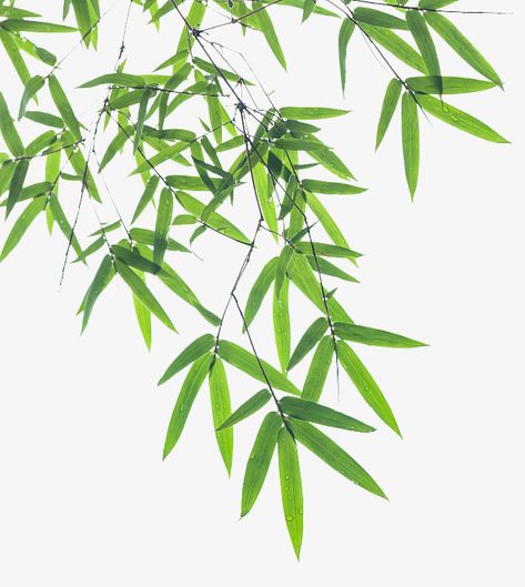 bamboo clipart,green leaf dense,bamboo leaves know,bamboo background,pattern,greening,plant vector,falling bamboo leaves,green,leaf,dense,bamboo,leaves,know,background,plant,vector,falling,pictures clipart Bamboo Clipart, Bamboo Pictures, Bamboo Vector, Leaf Pictures, Bamboo Drawing, Vector Leaf, Bamboo Background, Cartoon Leaf, Plant Vector