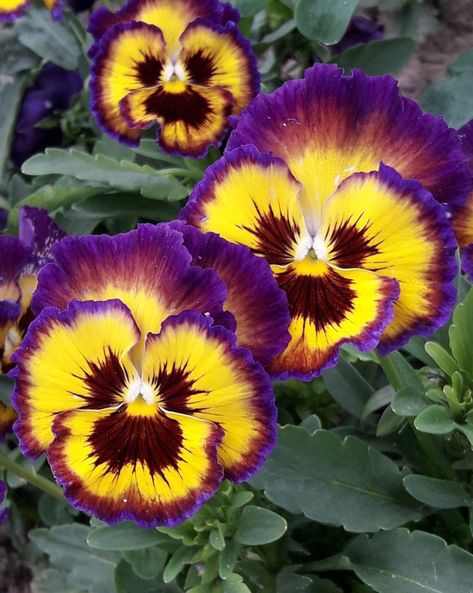 Pictures Of Pansies, Pansy Flowers Garden, Viola Flower, Pansy Flower, Purple Pansy, Pansies Flowers, Unusual Plants, Watercolor Flower Art, Airbrush Art