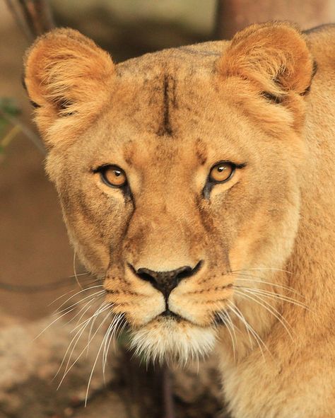 Lioness- love this photo for a tattoo representing me.  :) Lioness Photo, Lioness Roar, Lioness Photography, Lioness Face, Lioness Images, Lion Female, Lioness Queen, Lion Ears, Lioness Tattoo