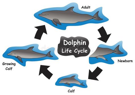 Dolphin Life Cycle Infographic Diagram royalty free illustration Life Cycle Infographic, Cycle Infographic, Cycle Pictures, Infographic Diagram, Diagram Illustration, Cycle For Kids, Drawing Family, Children Drawing, Bottlenose Dolphin