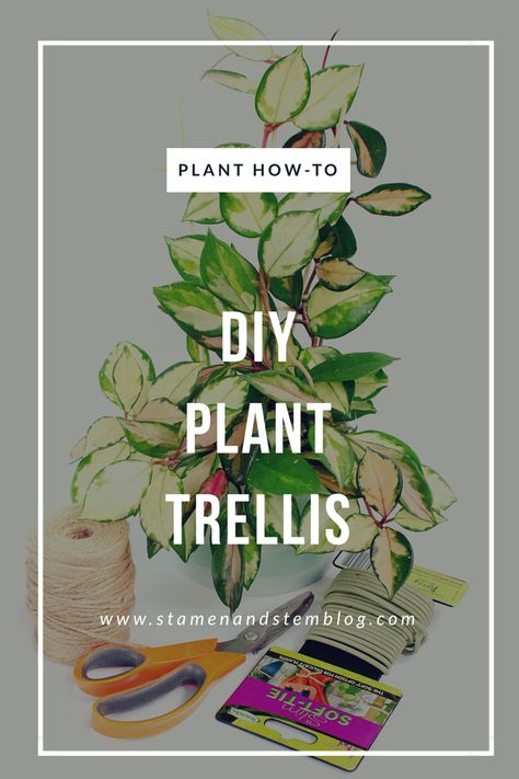 Diy Hoya Trellis Ideas, Diy Small Plant Trellis, Diy Trellis Indoor Plants, Trellis Indoor Plants, Diy Trellis Ideas For Pots, Plant Supports Diy Indoor, Diy Plant Support Ideas, Hoya Trellis Ideas, Diy Houseplant Trellis