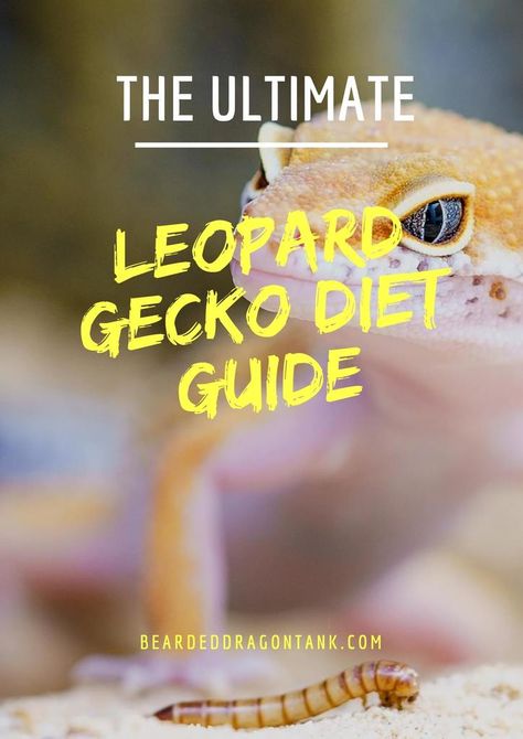 The Ultimate Leopard Gecko Food Guide | Bearded Dragon Tank Leopard Gecko Food, Leopard Gecko Diet, Gecko Cage, Leopard Gecko Habitat, Leopard Gecko Tank, Leopard Gecko Care, Gecko Habitat, Gecko Food, Bearded Dragon Tank