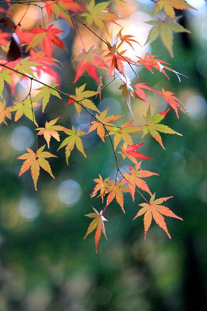 Japanese maple Japanese Maple Leaf, Zen Garden Ideas, Garden Ideas On A Budget, Japanese Maple Leaves, Leaf Photography, Green It, Japanese Maple Tree, Budget Garden, Garden Idea