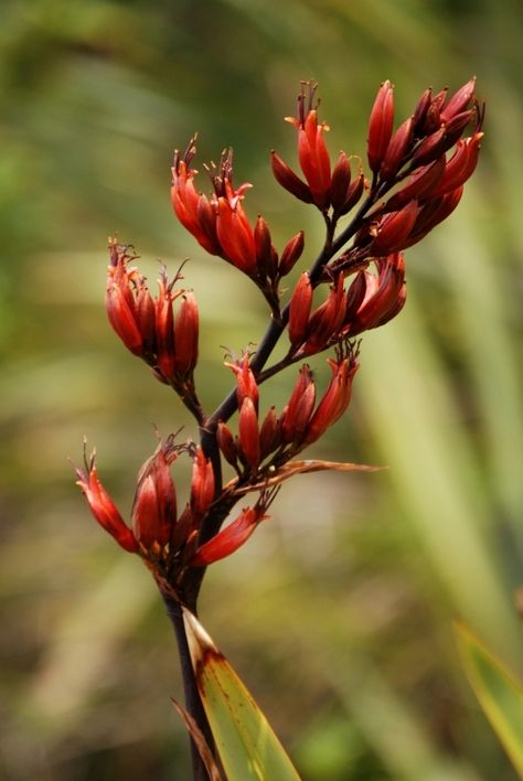 Flax flower: I feel your kindness. Nz Flax Plants, Pukeko Tattoo, New Zealand Native Flowers, New Zealand Native Plants, Nz Native Flowers, Harakeke Flowers, Nz Flowers, Nz Plants, Nz Birds