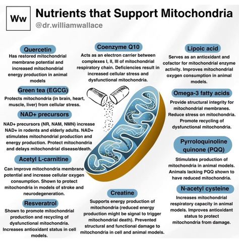 Mitochondrial Myopathy, Mitochondrial Health, William Wallace, Thyroid Health, Hormone Health, Health Knowledge, Holistic Nutrition, Health Wellbeing, Natural Health Remedies