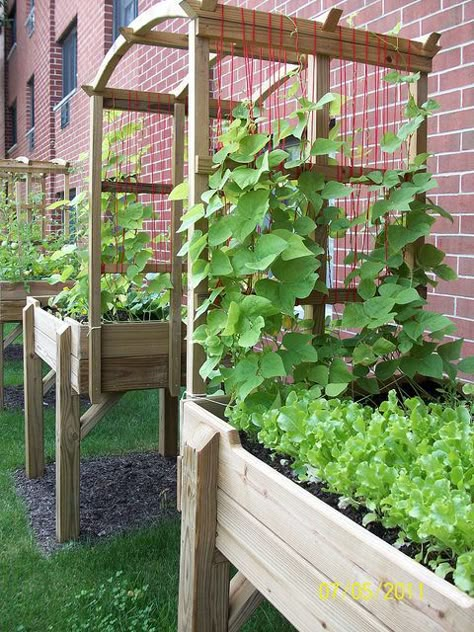 Elevated Garden with Trellis  - big enough for wheelchair to fit through and so pretty with vine plants! Garden With Trellis, Obelisk Ideas, Vining Plants, Vine Plants, Elevated Garden, Garden Boxes Diy, Elevated Gardening, Garden Obelisk, Building A Raised Garden