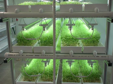 hydroponic microgreens | Microgreens in NFT hydroponic system How To Set Up A Hydroponic System, Hydroponic Nutrient Recipe, Hydroponic Gardening System, Kratky Hydroponics Mason Jar, Nft Hydroponics, Commercial Aquaponics, Indoor Farming, Growing Food Indoors, Backyard Aquaponics