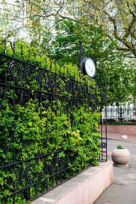 8 Amazing Ways to Hide a Fence with Plants – Fence Frenzy Hide Fence With Plants, Plants To Cover Fence, Hide Ugly Fence, Fence With Plants, Front Yard Privacy Landscaping, Fence Greenery, Front Yard Privacy, Front Yard Hedges, Landscaping Fence