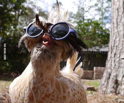 Chicken with sunglasses - 9GAG Leyte, Chicken Humor, Pet Chickens, Funny Animal Memes, A Chicken, Chickens Backyard, Funny Animal Pictures, Laughing So Hard, Animal Memes