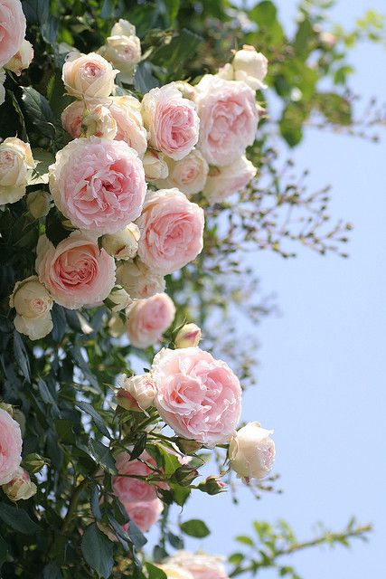 One of the most beautiful romantic roses ever created is the Melliard rose; Pierre de Ronsard also known as Edén rose. Roses, Flowers, Pink, Blue, White