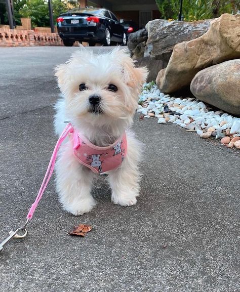 Puppies Gif, Maltese Terrier, West Terrier, Hello Kitty Videos, Really Cute Puppies, Monkey Pictures, Maltese Puppy, Maltese Dogs, Dog Blog