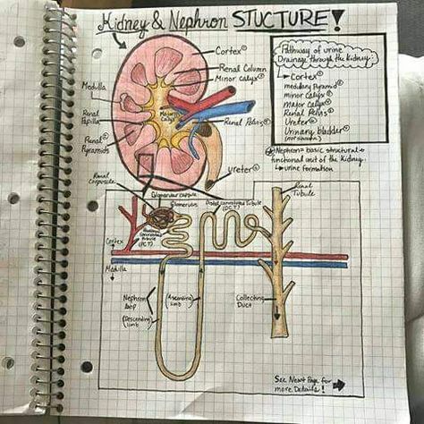 Sir Asad best chemsitry teacher nephron hand made notes hd fhd ultra easy to understand notes Nephron Diagram Easy, Biology Diagrams, Science Chart, Excretory System, Biology Facts, Pharmacy School, Biology Lessons, Biology Notes, Meaningful Drawings