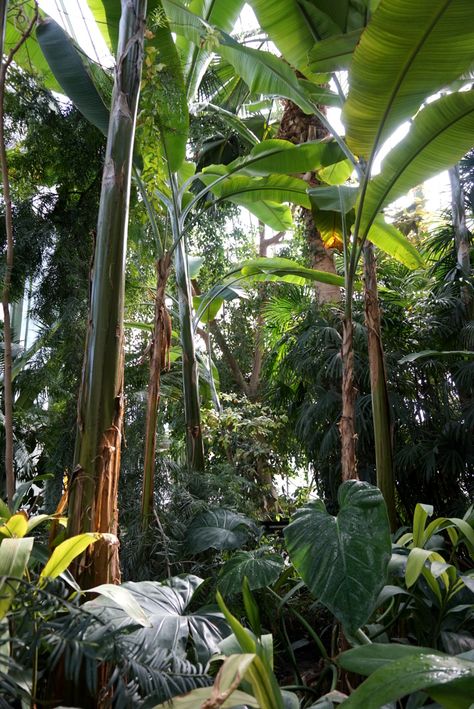 Jungle Trees, Costa Rica Art, Jungle Plants, Jungle Photography, Jungle Tree, Jungle Life, Fine Art Landscape Photography, Water Sea, Beach Water