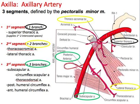 Axillary artery branches... 【 Axillary artery is divided into 3 parts by - Pectoralis minor while Subclavian artery is divided into 3 parts by Scalenes Anterior muscle 】 Axillary Artery Branches, Subclavian Artery Branches, Anatomy Terminology, Axillary Artery, Upper Limb Anatomy, Arteries Anatomy, Muscular System Anatomy, Abdominal Aorta, Subclavian Artery