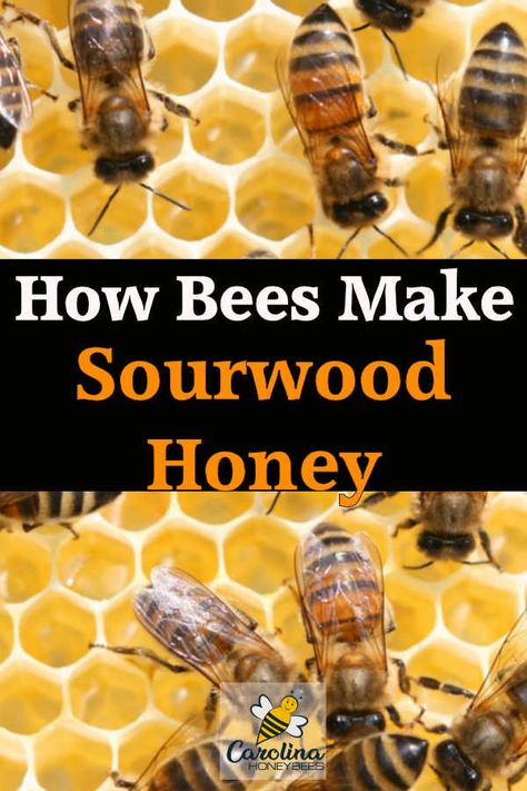 Backyard Beehive, Honey Bee Facts, Honey Bees Keeping, Honey Bee Pollen, Bee Products, Types Of Honey, Shade Grass, Beekeeping For Beginners, Side Work