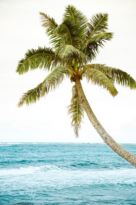 Beach Aesthetic Palm Trees, Palmtrees Aesthetic, Palm Tree Aesthetic, Hamilton Island Australia, Hawaii Palm Trees, Palm Tree Photo, Palm Tree Icon, Tropical Desert, Collage Architecture