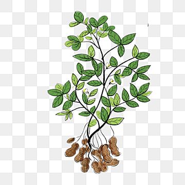 peanut clipart,peanut,peanut tree,hand drawn,plant,hand drawn peanut tree,green plant,packaging,leaf,leaf clipart,hand clipart,drawn clipart,plant clipart Plant Packaging, Peanut Snack, Plant Clipart, Peanut Tree, Dried Fruit Snacks, Hand Clipart, Christmas Tree Background, Wreath Drawing, Modern Kitchen Cabinet Design