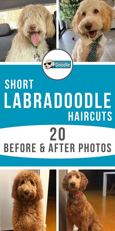 Short Labradoodle haircuts are increasing in popularity—and for good reasons! Not only are they cute, but they're super practical too! Know exactly what to request at the groomer with these short Labradoodle haircut ideas. These 20 before and after pictures of Labradoodle summer cuts will help describe to your groomer exactly what you have in mind! #labradoodle #labradoodlehaircuts Laberdoodle Haircut, Short Labradoodle Haircut Style, Short Hair Labradoodle, F1 Labradoodle Haircut, Doodle Cuts For Summer, Labradoodle Puppy Haircut Style, Doodle Haircut Styles Summer, Labradoodle Haircut Style Summer, Straight Hair Labradoodle Grooming