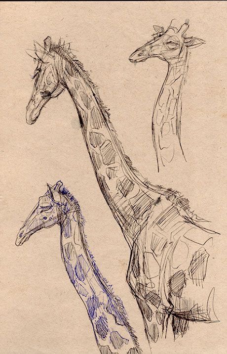 Giraffe Drawing, Ornament Drawing, Animal Drawings Sketches, Nature Sketch, Pen Art Drawings, Bio Art, Animal Drawing, Drawing Expressions, Nature Drawing