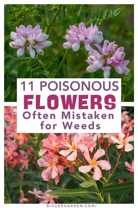 Beware of These 11 Toxic Flowers Often Mistaken for Weeds. Poisonous plant identification is key to avoid toxic plants for humans. Deadly plants and poisonous flowers can easily be mistaken for common garden plants, creating hidden dangers in your poison garden. Dangerous Flowers, Toxic Flowers, Poisonous Flowers, Water Hemlock, Cow Parsnip, Poison Garden, Chinese Flowers, Severe Burns, Garden Pest Control