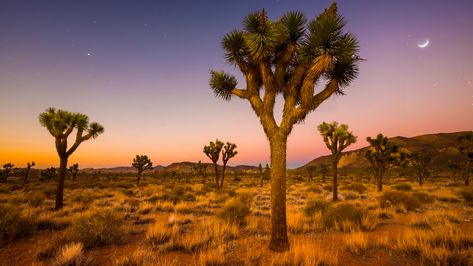 For an immersive adventure, head for a week of walking and camping in the deserts of California. Desert Wallpaper Desktop, Desert Wallpaper, Beautiful Places In America, National Parks America, Kenai Fjords, Places In America, Yosemite Falls, Mojave Desert, Sequoia National Park