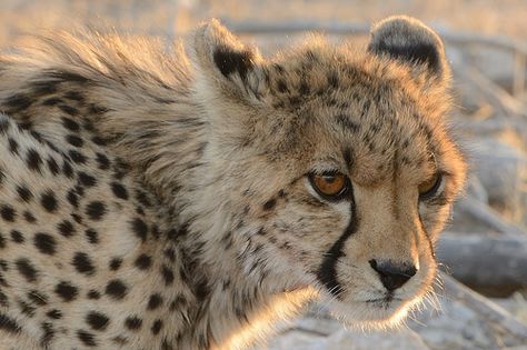 Baby Cheetahs, Cat Reference, Unusual Animals, Pretty Animals, Cat Family, Cheetahs, Noah's Ark, Cat Boarding, Prehistoric Animals