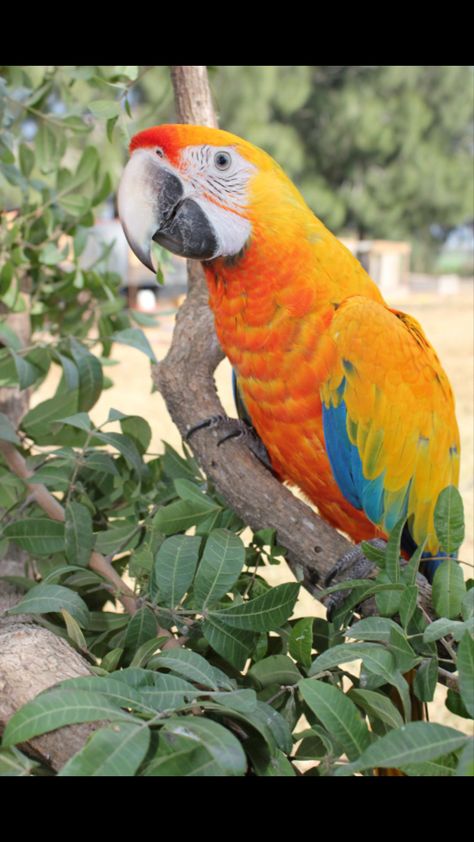 Yellow Dominant Camelot Macaw Camelot Macaw, Catalina Macaw, Maui Sunrise, Blue Gold Macaw, Parrot Pet, Macaw Parrot, African Grey Parrot, Kinds Of Birds, African Grey