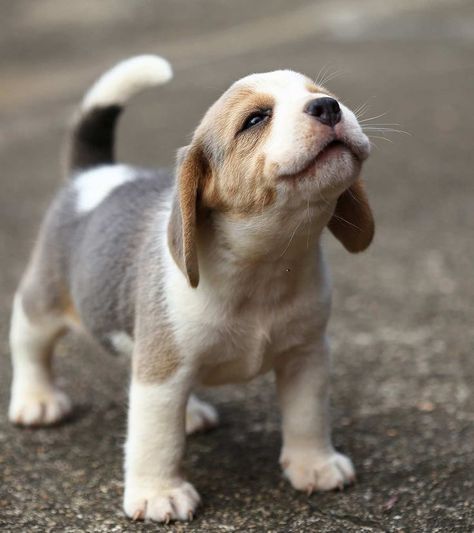 Mini Dogs Breeds, Best Small Dogs, Vet Nurse, Nurse Training, Cute Small Dogs, Small Puppy, Really Cute Puppies, Cute Beagles, Really Cute Dogs