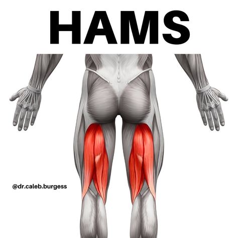 Dr. Caleb Burgess DPT OCS CSCS on Instagram: “💥Hams💥 - ⁉️ Want to feel your HAMSTRINGS burn? 🔥 - 🎥 Here are some solid exercises that will do just that! - 1️⃣ TRX Feet Elevated…” Nordic Hamstring Curl, Anatomy Diagrams, Hip Anatomy, Hamstring Curl, Barbell Deadlift, Swiss Ball, Muscle Anatomy, Easy Yoga, My Shoes