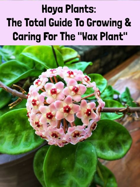 Hoya Plants: The Total Guide To Growing & Caring For The "Wax Plant" - Rural Sprout Witchy Plants, Hoya Care, Ernestine Shepherd, Hoya Flowers, Petite Flowers, Hoya Plant, Wax Plant, Plant Tips, Bucket Gardening