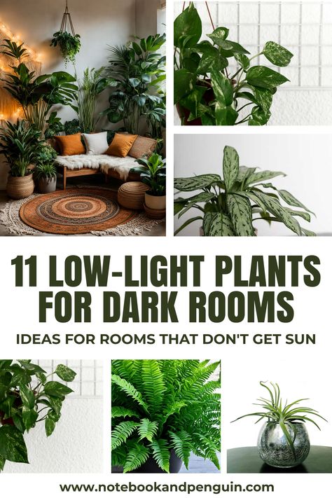 collage pin showing plants for rooms with no sun Indoor Aesthetic Plants, Bedroom Interior Plants, Plants That Grow In Low Light Indoors, House Plants For Dark Rooms, Indoor Plants Decor Aesthetic, Best Large Indoor Plants For Low Light, No Light House Plants, Indoor Plants For Low Light Areas, Corner Plant Ideas Living Rooms