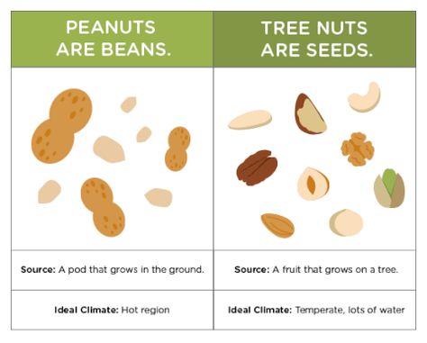 What Are Tree Nuts? – Lil Mixins Allergy Diet, Tree Nut Allergy, Nut Allergy, Fruit Bearing Trees, Peanut Tree, Fresh Fruit Salad, Brazil Nuts, Peanut Allergy, Lima Beans