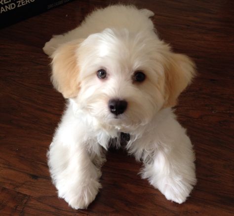 My Maltipoo Mace at 4 months.  Yes!  He's as soft as he looks ;). Malshipoo Haircuts, Teddy Bear Cut Maltipoo, Maltichon Haircut, Maltese Mix Haircut, Malti Poo Haircut Styles, Maltipoo Haircut Styles, Malti Poo Haircut, Maltipoo Haircuts, Shitzu Dogs Haircuts