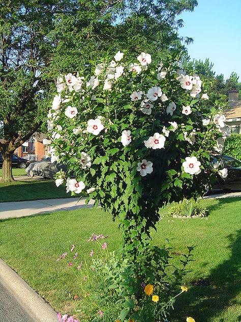 Click to view a full-size photo of Red Heart Rose Of Sharon (Hibiscus syriacus 'Red Heart') at Minor's Garden Center White Rose Of Sharon, Rose Of Sharon Tree, Hibiscus Syriacus, Trees Beautiful, Heart Rose, Rose Of Sharon, Outdoor Pots, Central Texas, Outdoor Landscaping