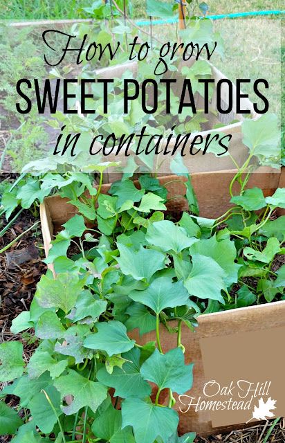 Gardening Sweet Potatoes, Container Gardening Sweet Potatoes, Plant Sweet Potatoes, Sweet Potatoes Growing, Potato Gardening Container, How To Grow Japanese Sweet Potatoes, Grow Sweet Potatoes Indoors, Sweet Potato Plants In Pots, Potato Planting Ideas