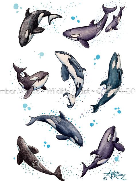 Orca Whale Drawing, Orca Tattoo Design, Killer Whale Drawing, Orca Watercolor, Orca Drawing, Orca Pod, Killer Whale Tattoo, Orca Art, Orca Tattoo