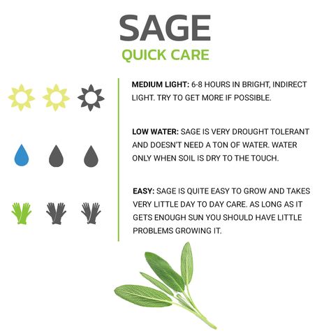 How To Grow Sage Indoors, Sage Plant Benefits, Herb Care Guide, Growing Sage From Seed, How To Grow Sage, Sage Plant Care, Growing Sage Indoors, Plant Sanctuary, Grow Sage