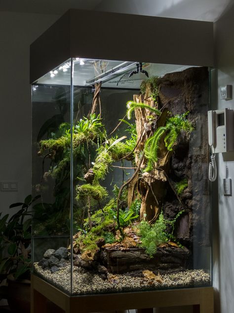 living room display tank (pics as I go) | Page 5 | Dendroboard Big Terrarium Ideas, Iguana Vivarium, Reptile Terrarium Ideas, Vertical Terrarium, Big Terrarium, Dart Frog Terrarium, Frog Terrarium, Gecko Terrarium, Living Room Display