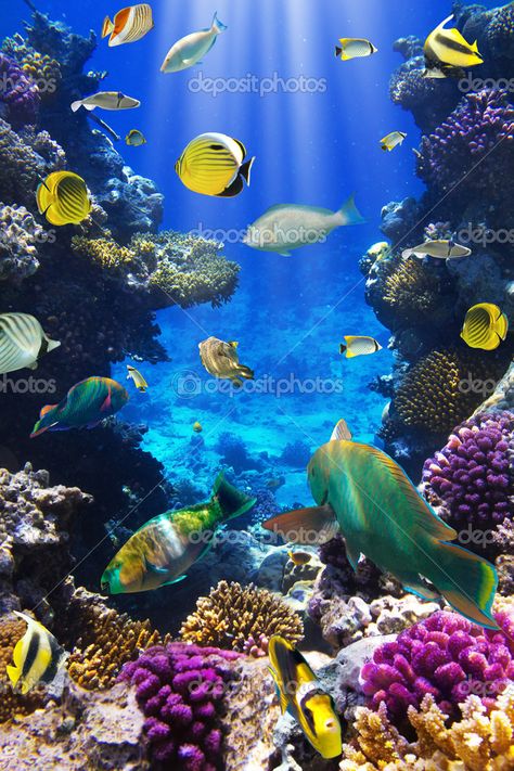 La foto "Colonia de coral y peces de coral" puede ser utilizada para propósitos personales y comerciales, de acuerdo con las condiciones de la Fish Pet, Coral, Gif, Fish, Animals, Art