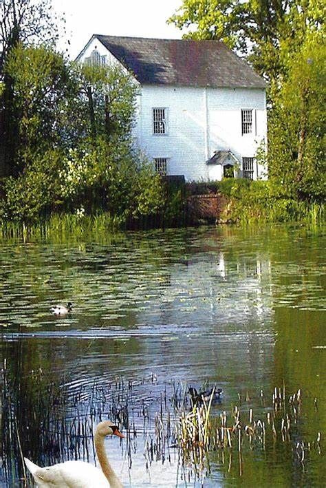 Ifield Mill Pond, Ilford, Crawley, West Sussex, UK, is made up of northern and southern ponds as well as Bewbush Water Gardens, an area of semi-formal ponds and natural planting. Flora and fauna include greater reedmace, true bulrush, yellow iris, water mint, amphibious bistort, frogs, toads and newts, damselflies, coot, moorhen, mallard, mute swan, great crested grebe, reed bunting, grey wagtail, kingfisher, heron and water rail., Uk Sightseeing, Grey Wagtail, Crested Grebe, Yellow Iris, Mute Swan, Sussex England, Kent Uk, Water Mill, Water Gardens