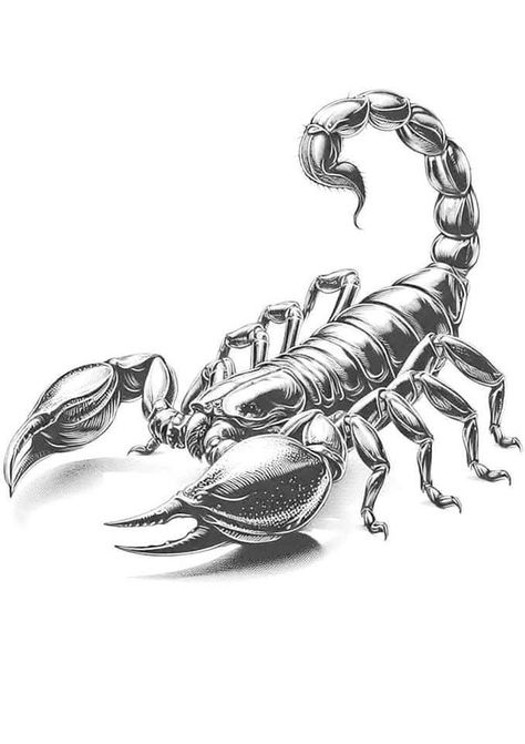 Scorpio Tattoo Drawing, Scorpion Drawing Sketches, Scorpion Sketch, Scorpion Aesthetic, Scorpio Drawing, Scorpion Drawing, Scorpion Tattoo Design, Scorpio Zodiac Tattoos, Scorpio Tattoo