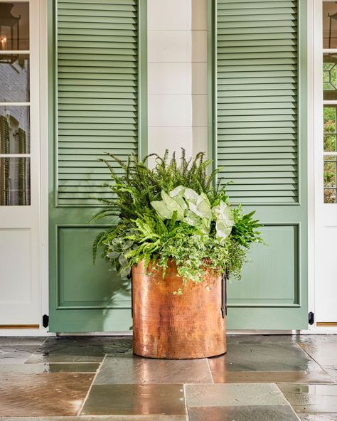 At the first signs of warmer weather, Southerners pour into garden centers ready to liven up their yards and porches for the season. The first item on the list? Ferns—and lots of them. While colorful blooms are a container garden favorite to boost curb appeal, they're often more susceptible to wilting. These tough, but pretty plants can handle the intense heat and full sun. #gardenideas #gardening #southerngardening #ferns #containergarden Planters With Ferns, Kimberly Queen Fern, Fern Care, Plants Stand, Birmingham Botanical Gardens, Autumn Fern, Container Garden Ideas, Full Sun Plants, Plant Problems