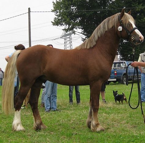 Welsh Pony And Cob, Hackney Horse, Highland Pony, Welsh Pony, Pony Breeds, Morgan Horse, Barrel Racing Horses, Shetland Pony, Most Beautiful Horses