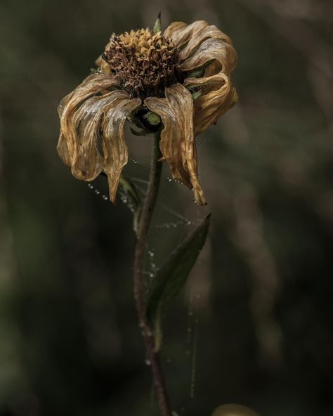 www.piaphoto.nl Rotten Flowers, Wilting Flowers, Old Flowers, Decay Art, Wilted Flowers, Botanical Photography, Yellow Aesthetic Pastel, Natural Form Art, Growth And Decay