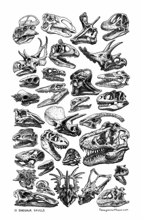 Dinosaur skulls! On a poster! Mailed straight to you! Get them while they last: http://www.finneganmatthews.com/prints/31-dinosaur-skulls Dinosaur Tattoos, Jurassic World, Jurassic Park, Tattoo Inspo, Tattoos And Piercings, Dinosaurs, Anatomy, Art Inspo, Bones